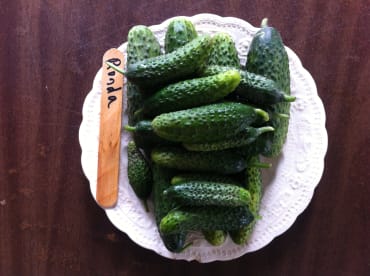 ronda pickling cucumber
