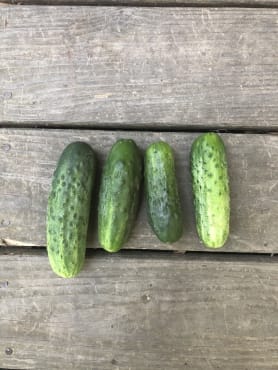 common wealth pickling cucumber