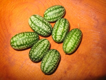 Mexican Sour Gherkin Cucumber