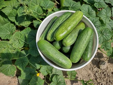 south wind slicing cucumber