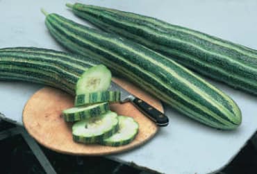 Painted Serpent Cucumber