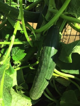 telegraph improved european long-fruited cucumber