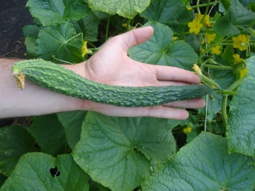 suhyo long long-fruited cucumber