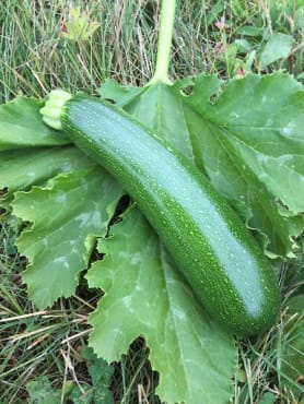 green machine zucchini
