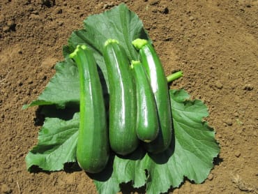 black zucchini