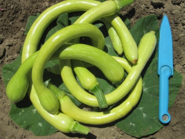 tromboncino zucchini rampicante
