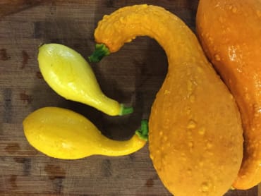 early summer yellow crookneck yellow summer squash