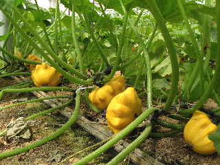 Y-Star Bicolor Patty Pan Squash