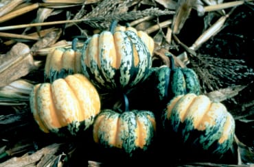 Carnival Squash