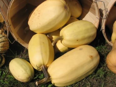 Spaghetti Squash