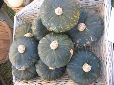 Burgess Buttercup Squash