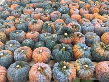 black futsu specialty and heirloom squash