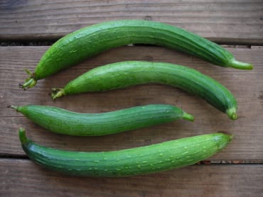 Luffa Gourd