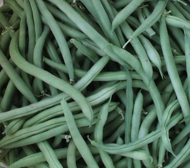 provider green bush bean