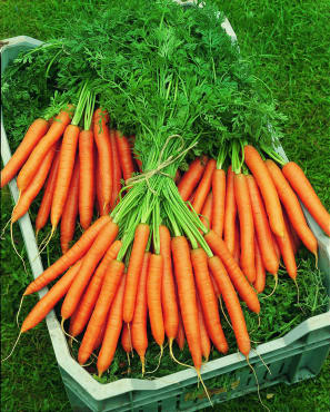 Mokum Carrot Pelleted