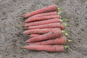 Redsun Carrot