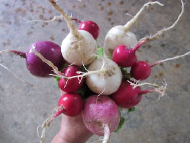 Easter Egg Radish
