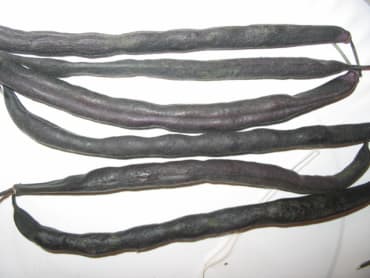 royal burgundy purple bush bean