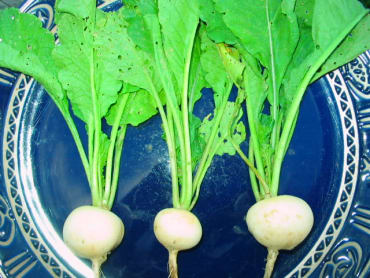 Oasis Turnip