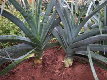 King Sieg Leek