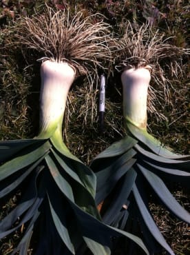 Siegfried Frost Leek