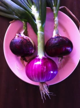 Cabernet Red Onion