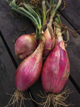 rossa lunga di tropea red summer onion