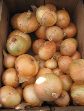 Walla Walla Sweet Spanish Onion