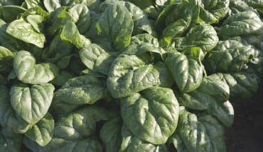 space spinach