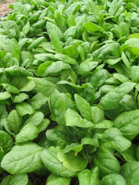 Olympia Spinach