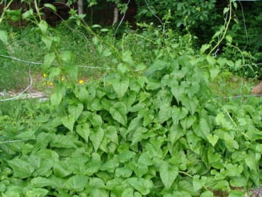 Caucasian Mountain Spinach