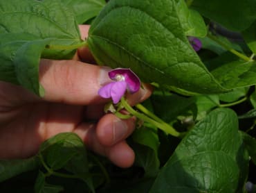 Dragon Langerie Bush Bean