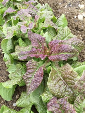 Cracoviensis Lettuce