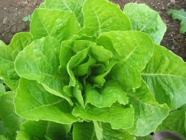 jericho romaine lettuce