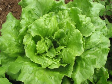 Concept Batavia Lettuce