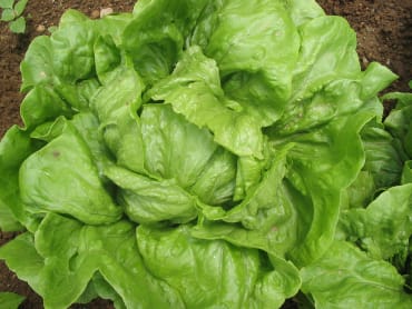 anuenue batavian lettuce