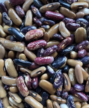 pb&j nebula gene pool shell and dry bush bean