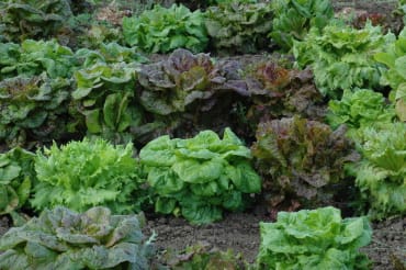 freedom lettuce gene pool lettuce blend