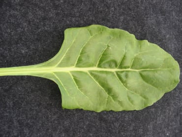 perpetual spinach chard