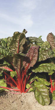 bali chard