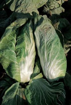 Pan di Zucchero Chicory