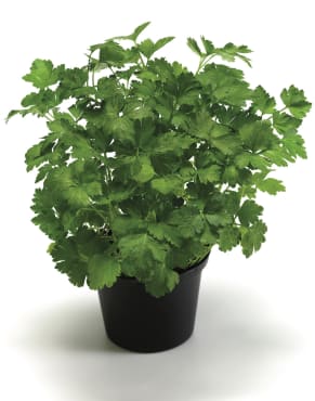 gigante d’italia parsley