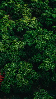 Krausa Parsley