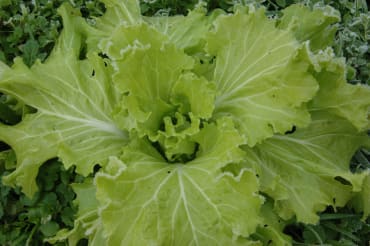 tokyo bekana chinese cabbage