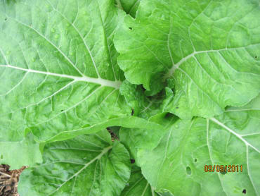 prize choy pac choi