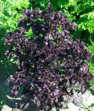 red shiso
