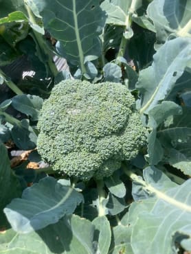 Eastern Magic Broccoli