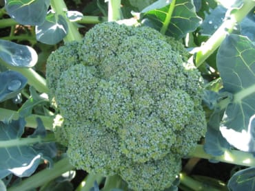 Tendergreen Broccoli