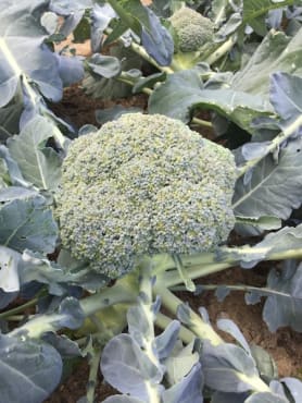 Covina Broccoli