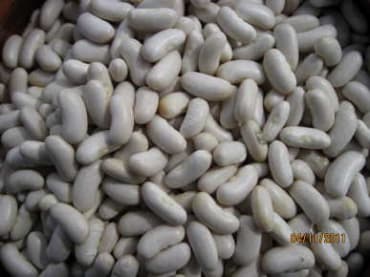 Silver Cloud Cannellini Bean